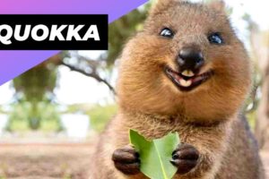 Quokka 🐻 One Of The Cutest And Rarest Animals In The Wild #shorts