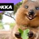 Quokka 🐻 One Of The Cutest And Rarest Animals In The Wild #shorts