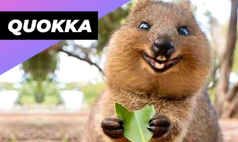 Quokka 🐻 One Of The Cutest And Rarest Animals In The Wild #shorts