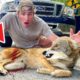 RESCUED MASSIVE COYOTE HIT BY CAR ! CAN WE SAVE HIM ?!