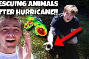 RESCUING BABY ANIMALS AFTER HURRICANE.....(INSANE)