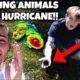 RESCUING BABY ANIMALS AFTER HURRICANE.....(INSANE)
