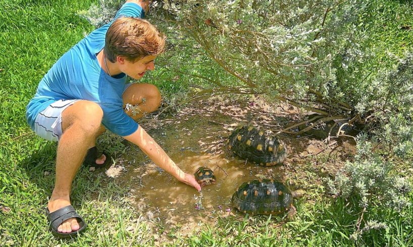 RESCUING BABY ANIMALS DROWNING IN HURRICANE FLOOD ! WILL THEY MAKE IT ?!
