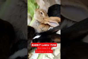 Rabbit lunch time❤#animals#animal##wild animals #funny animals #animal fights #animal attacks