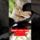 Rabbit lunch time❤#animals#animal##wild animals #funny animals #animal fights #animal attacks