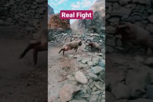 Real Animal Fight