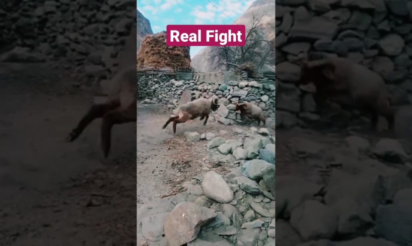 Real Animal Fight