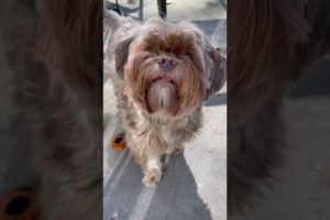 Red Nose Shorkie dog | top cutest puppies | cute dogs | funny dogs pets cats |best dogs videos today