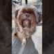 Red Nose Shorkie dog | top cutest puppies | cute dogs | funny dogs pets cats |best dogs videos today