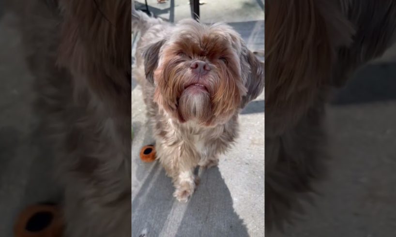 Red Nose Shorkie dog | top cutest puppies | cute dogs | funny dogs pets cats |best dogs videos today