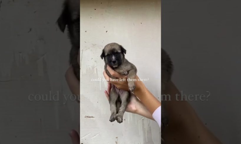 Rescue Dog #short #dog #doglover #youtubeshort #shortsvideo #streetdog #shorts #youtubeshorts