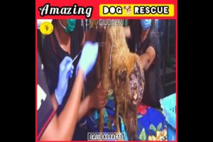 Rescue Team ne kamal kardiya 😱😱😱#shorts #ytshorts #viral