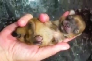 Rescue Tiny Super Cute Puppy Dog Who Was Born With Deformed Front Legs