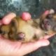 Rescue Tiny Super Cute Puppy Dog Who Was Born With Deformed Front Legs