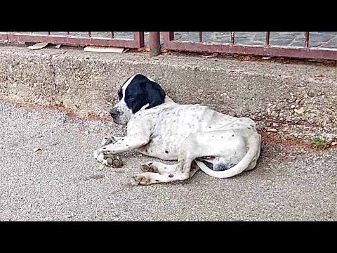 Rescue of a homeless dog who loves children and sleeps on concrete.