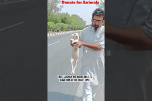 Rescue of stray and street animals // feeding and treatment // Save animals(Donate for animals) 🙏