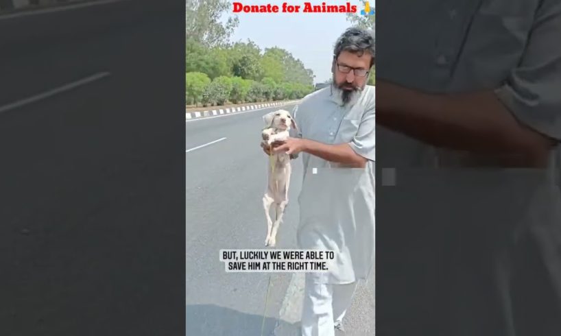 Rescue of stray and street animals // feeding and treatment // Save animals(Donate for animals) 🙏