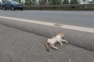 Rescue the kitten that was in an accident on the highway. God's miracle saved the kitten