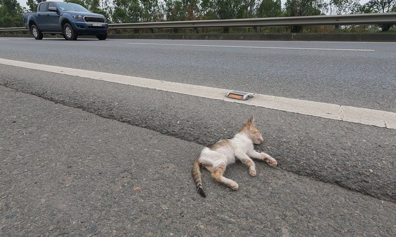 Rescue the kitten that was in an accident on the highway. God's miracle saved the kitten