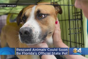 Rescued Animals Could Soon Be Florida's Official State Pet