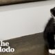 Rescued Kitten Becomes One Of The Girls | The Dodo Cat Crazy