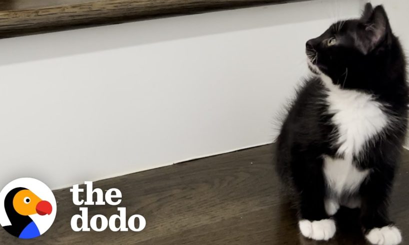 Rescued Kitten Becomes One Of The Girls | The Dodo Cat Crazy