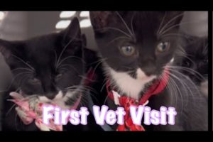 Rescued Kittens First Vet Visit