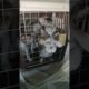 Rescued Mom Cat and Kittens | Animal Rescue Videos #shorts #cats #ytshorts #catshorts