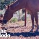 Rescued Wild Horse Gives Birth To A...😍 | The Dodo