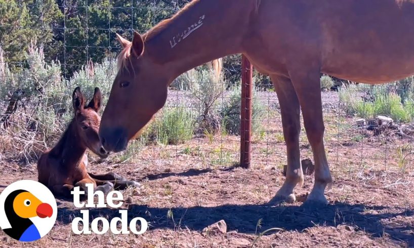 Rescued Wild Horse Gives Birth To A...😍 | The Dodo