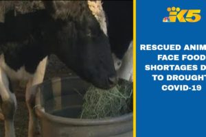Rescued animals face food shortages due to drought, COVID