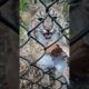 Rescued bobcat tries canned food #shorts #animals