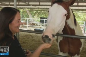 Rescued horses find love at unique Santa Clarita animal sanctuary