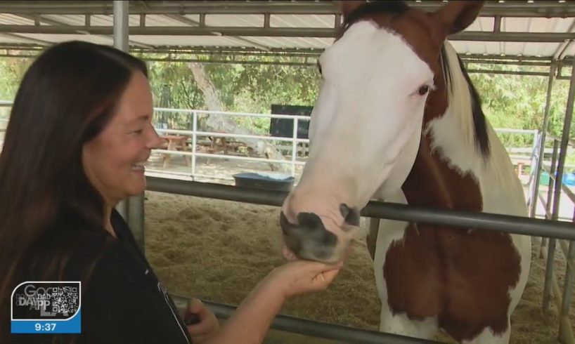 Rescued horses find love at unique Santa Clarita animal sanctuary