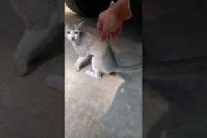 Rescuing Injured Stray Cat #shorts