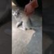 Rescuing Injured Stray Cat #shorts