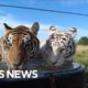 Rescuing wild animals, female football coaches breaking barriers and more | Eye on America
