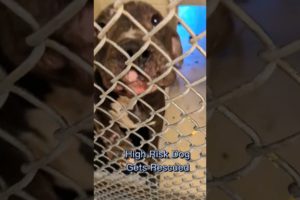 🐶 Risky Shelter Dog Gets RESCUED‼️#shorts #adopted #dogs