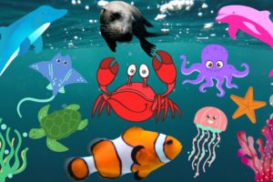 SEA ANIMALS Names and Sounds:- Dolphin, Sea Lion, Seal, Shark, Jellyfish, Whale, Penguins, Turtles.