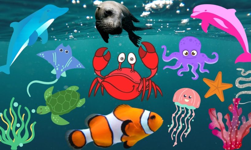 SEA ANIMALS Names and Sounds:- Dolphin, Sea Lion, Seal, Shark, Jellyfish, Whale, Penguins, Turtles.
