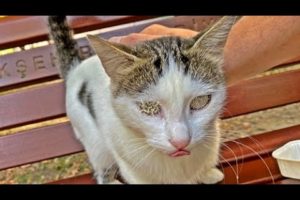 SHH !! Rescue and Feeding Wretched CAT Living on the Street Animal Rescue Video