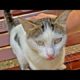 SHH !! Rescue and Feeding Wretched CAT Living on the Street Animal Rescue Video