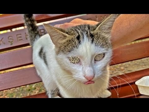 SHH !! Rescue and Feeding Wretched CAT Living on the Street Animal Rescue Video