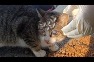 SO PITY! CLEANED HUGE MAGGOTS From Blind Cat's Head! Feeding Abandoned Stray Cats & Animal Rescue!