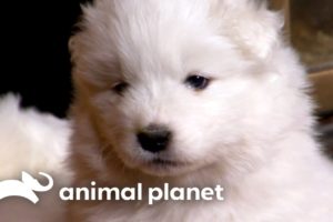 Samoyed Puppies Learn New Skills from their Parents | Too Cute! | Animal Planet