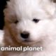 Samoyed Puppies Learn New Skills from their Parents | Too Cute! | Animal Planet