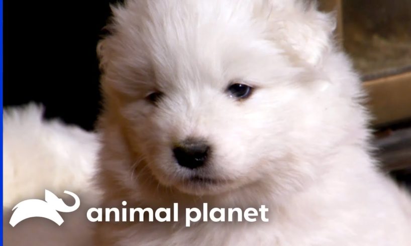 Samoyed Puppies Learn New Skills from their Parents | Too Cute! | Animal Planet