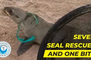 Seven Seal Rescues and a Bite!