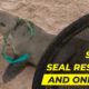 Seven Seal Rescues and a Bite!