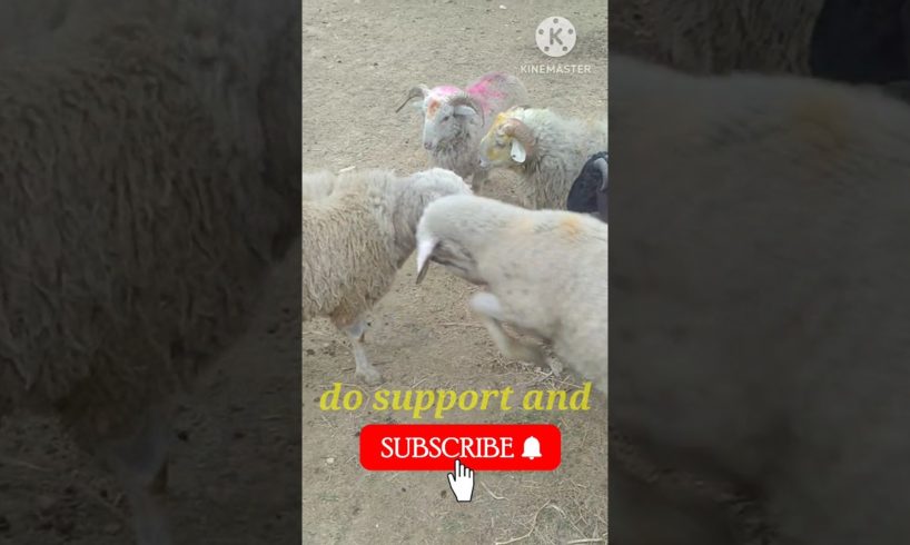 Sheep fight Pakistan|Sheeps attack|Funny animals #shorts #animals